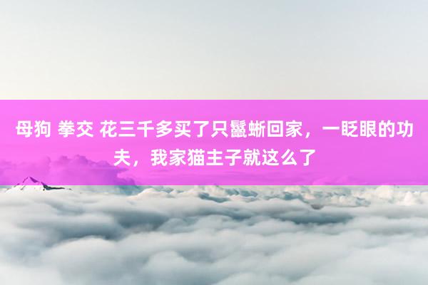 母狗 拳交 花三千多买了只鬣蜥回家，一眨眼的功夫，我家猫主子就这么了