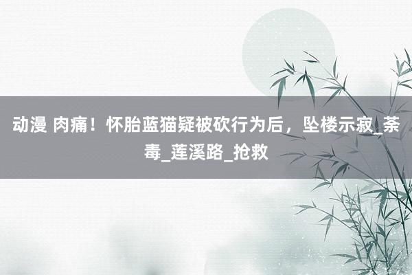 动漫 肉痛！怀胎蓝猫疑被砍行为后，坠楼示寂_荼毒_莲溪路_抢救